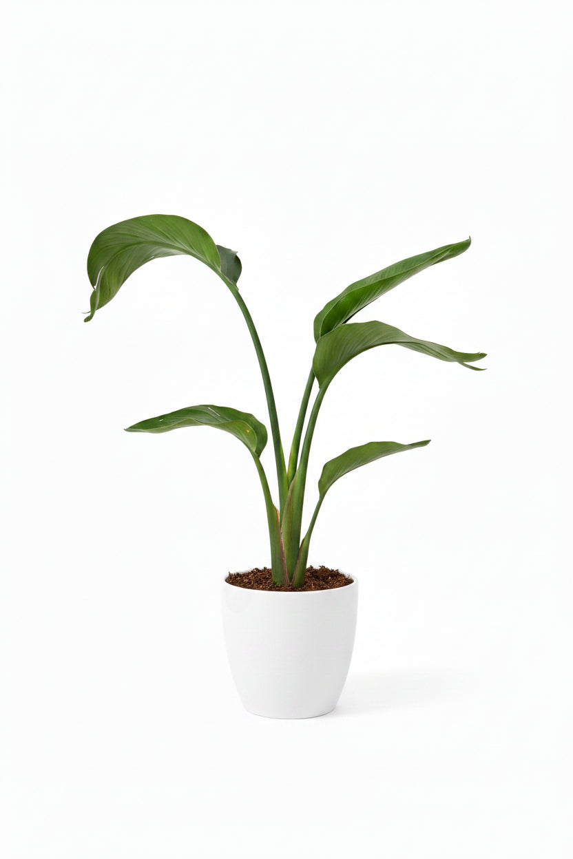 Birds Of Paradise (Small)