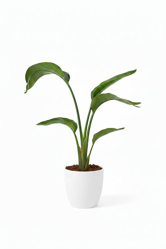 Birds Of Paradise (Small)