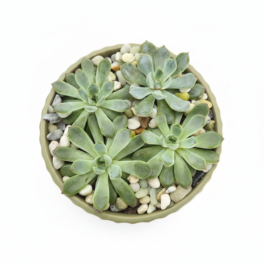 Succulent Garden