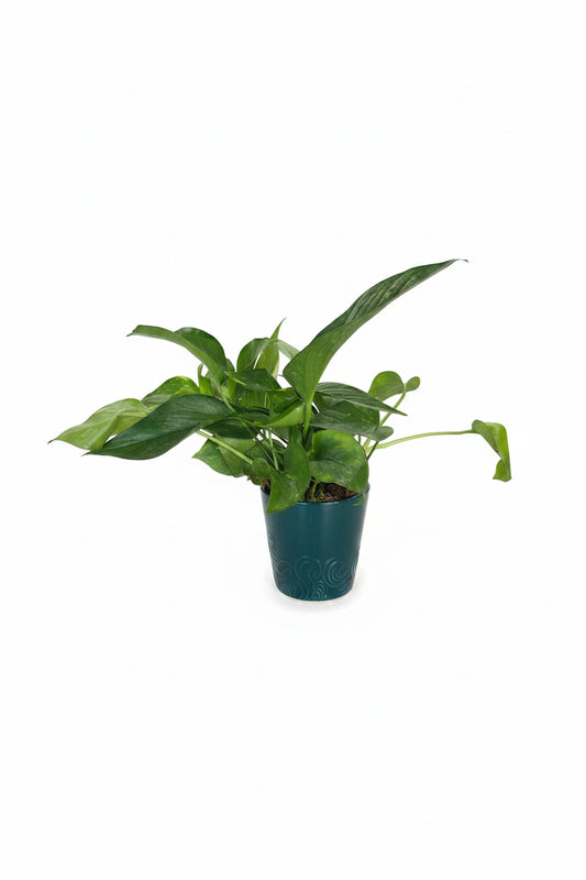 Pothos