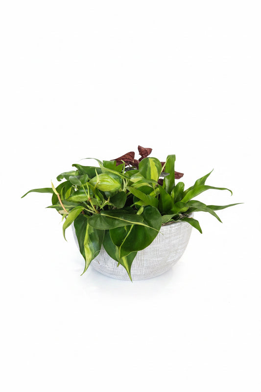 Plant Garden