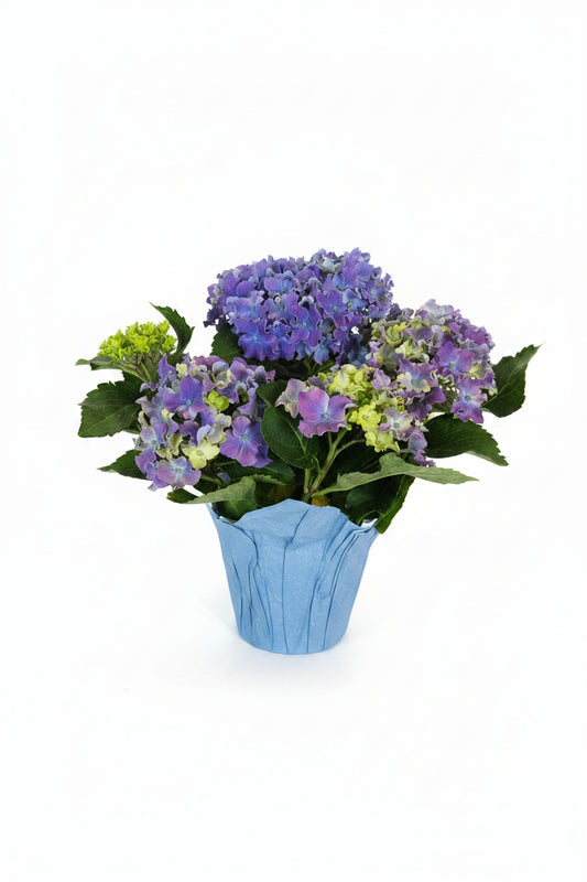 Hydrangea Blue