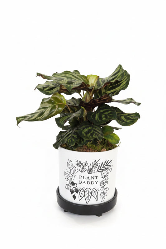 Calathea