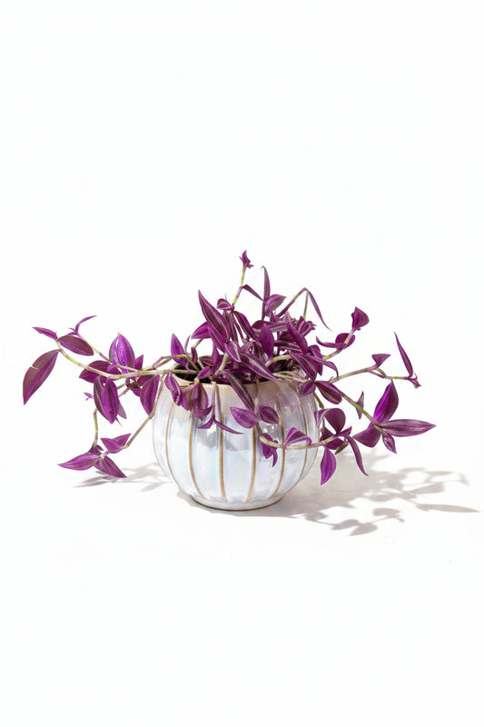 Traescantia Zebrina