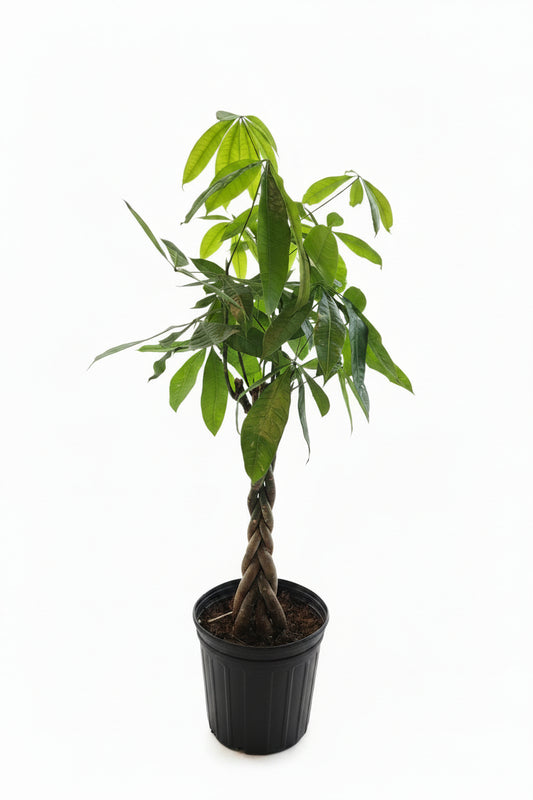 Money Tree