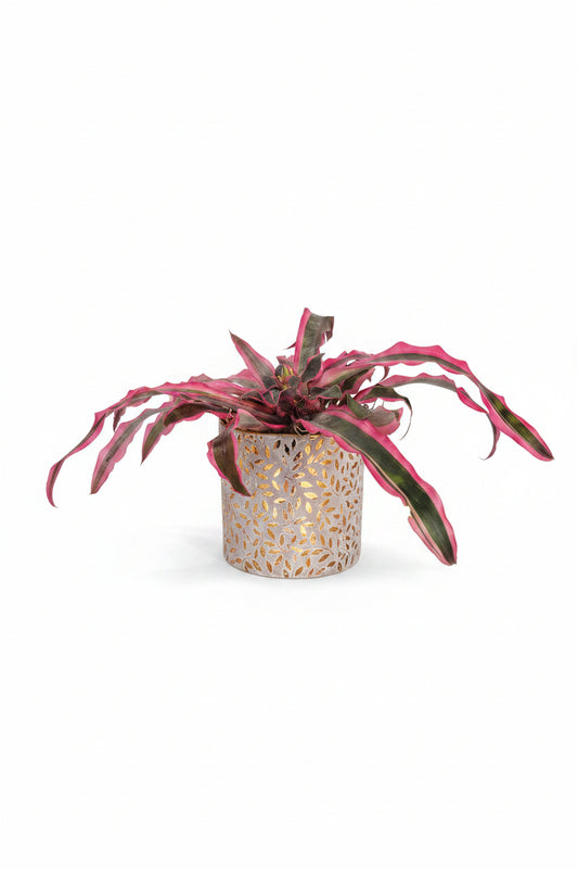 Crypthanthus