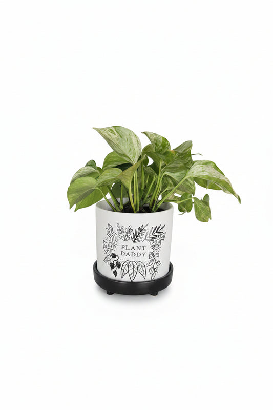 Marble Queen Pothos Plant