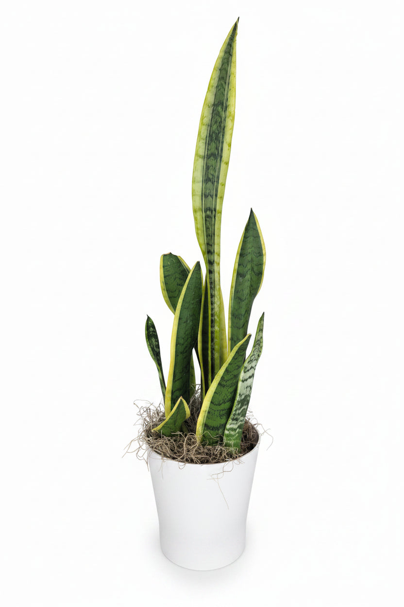 Snake Plant