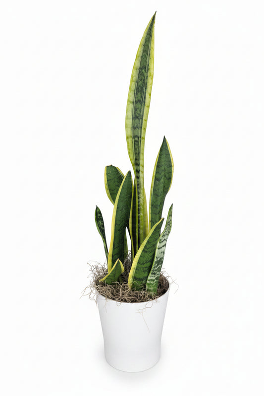 Snake Plant