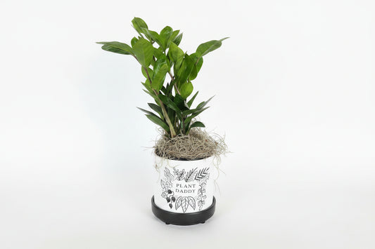 ZZ Plant in Plant Daddy Pot