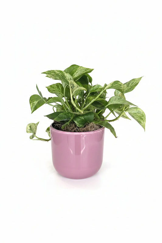 Marble Queen Pothos