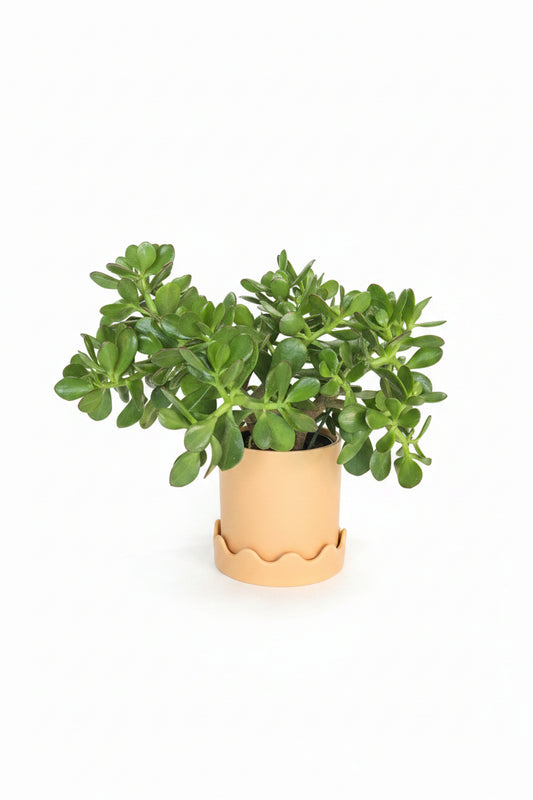 Jade Succulent Plant