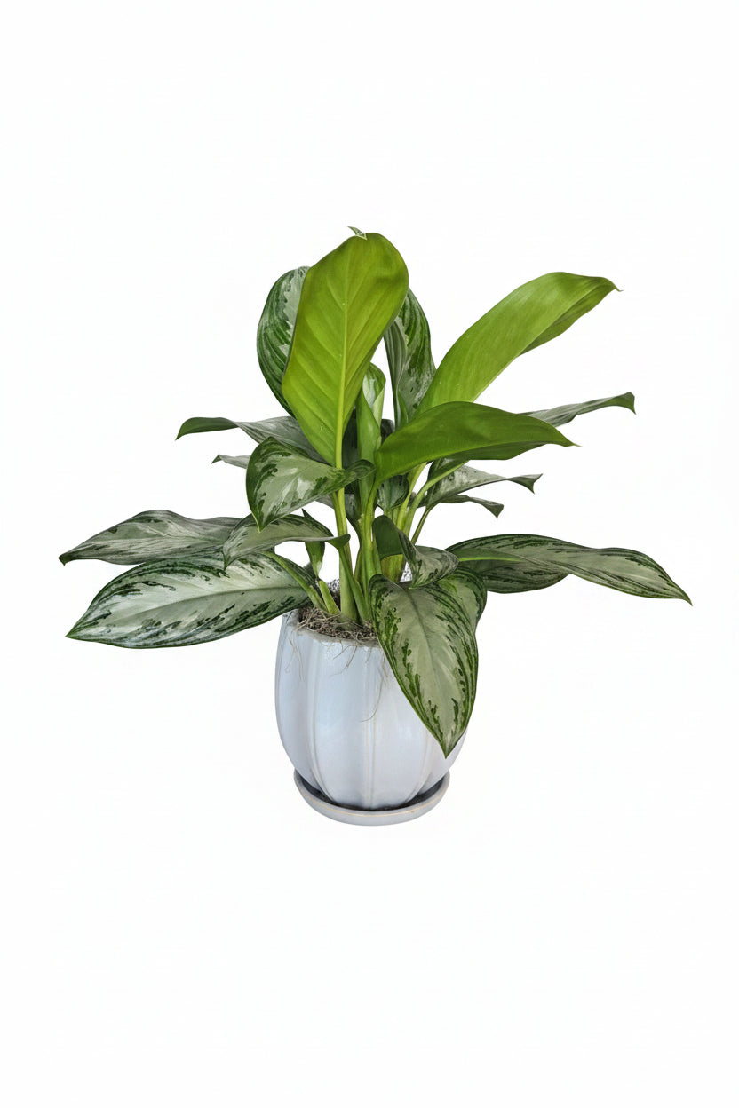Aglaonema
