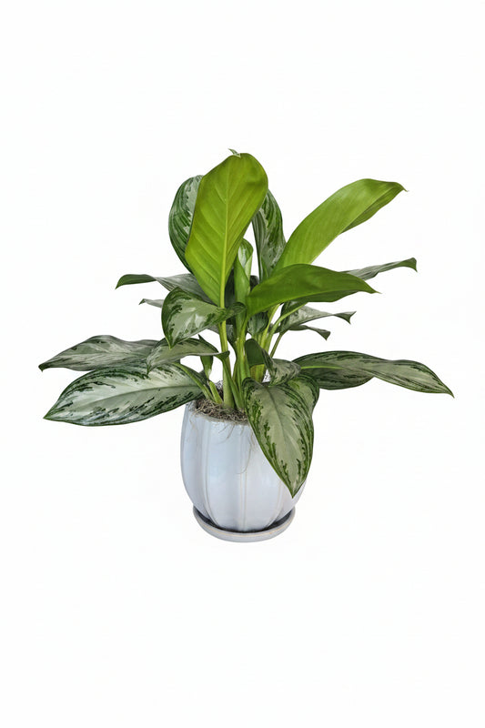 Aglaonema