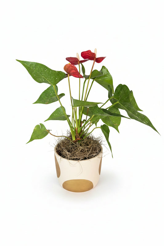 Anthurium