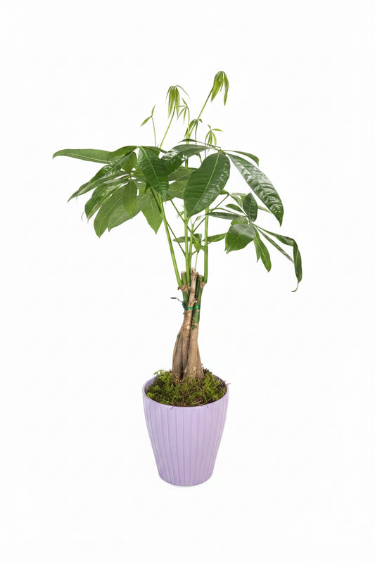 Money Tree Purple Vase