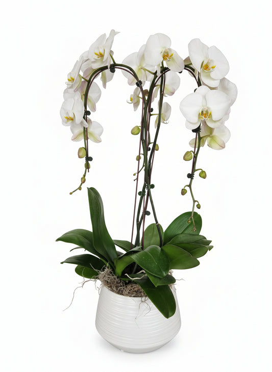 Triple Orchids in a Vase