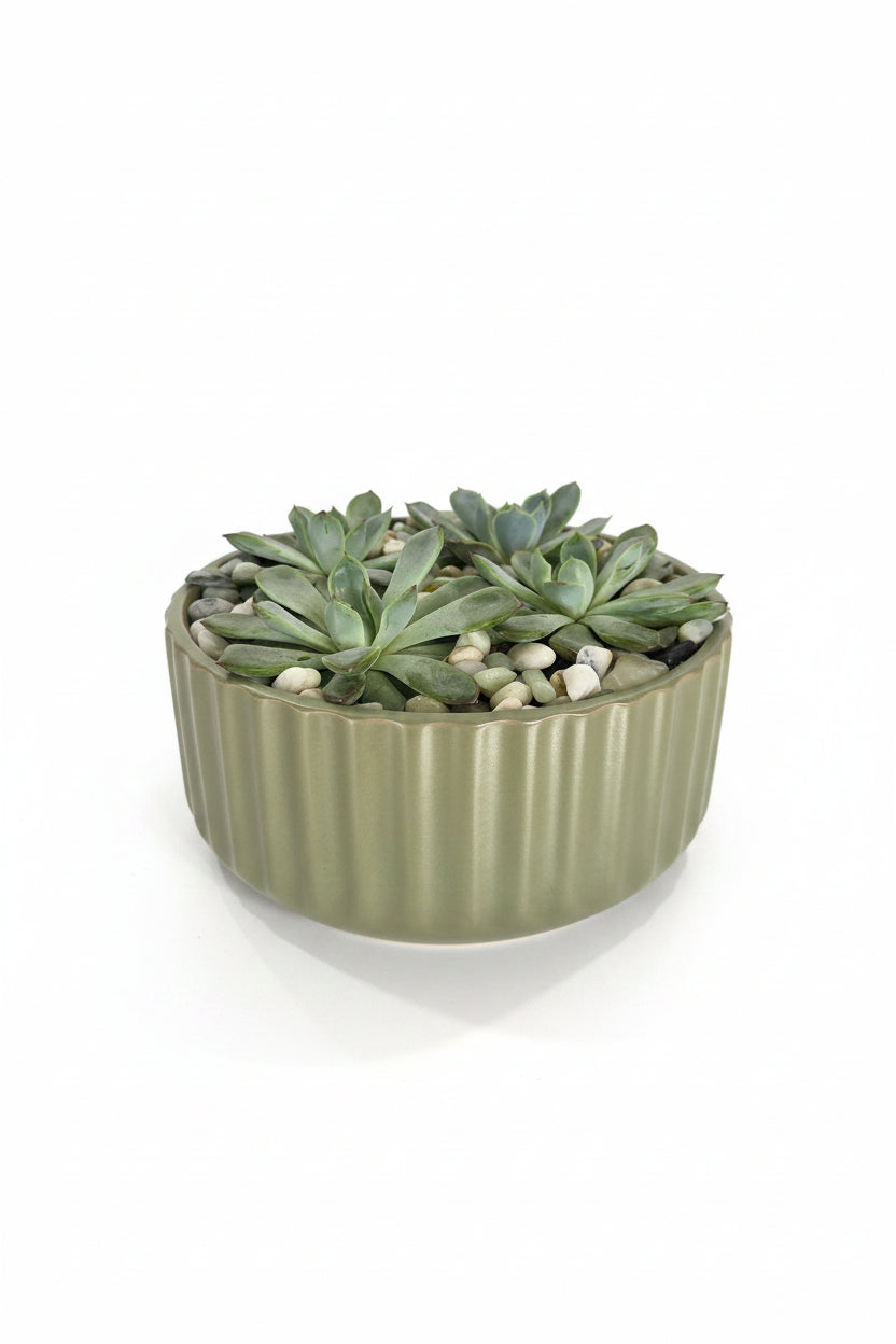 Succulent Garden