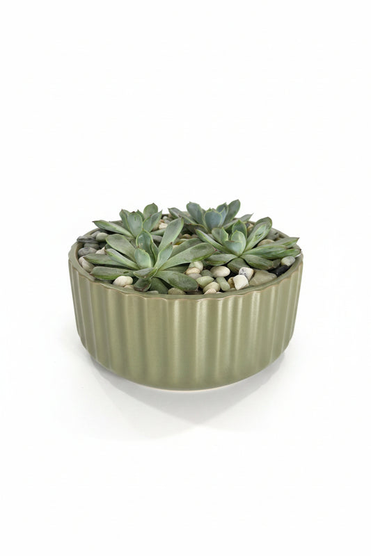 Succulent Garden