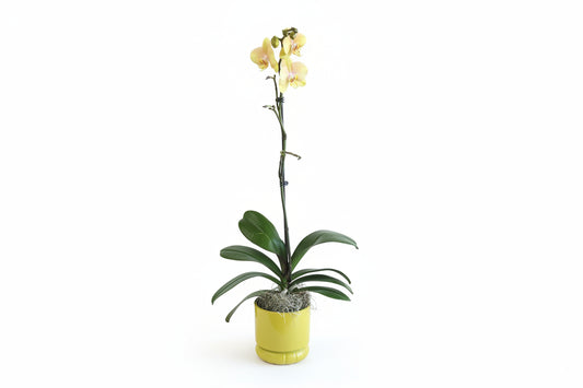 Sunshine Orchid