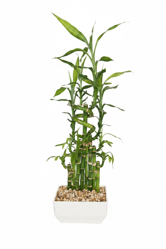Bamboo