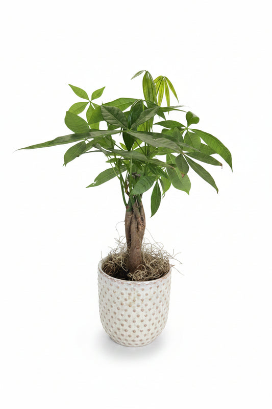 Money Tree w/ Everly Dotted Vase