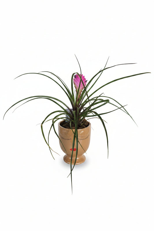 Pink Quill Plant w/ Selfie Vase