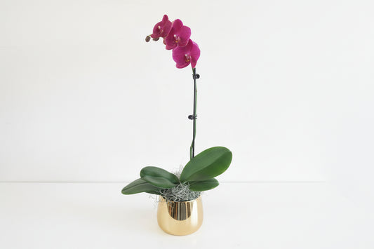 Purple Orchid