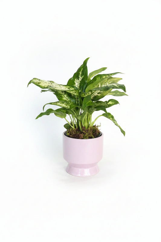 Dumb Cane