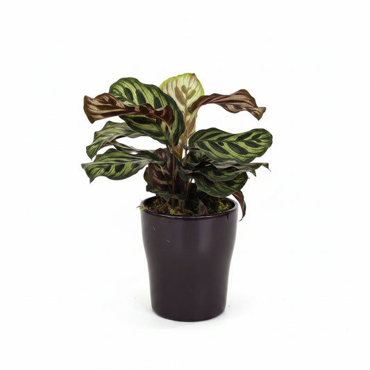 Calathea