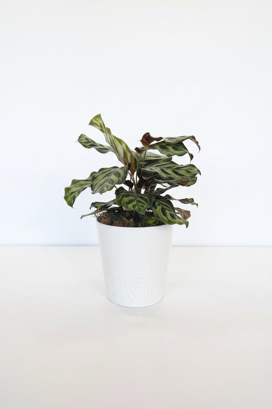 Calathea