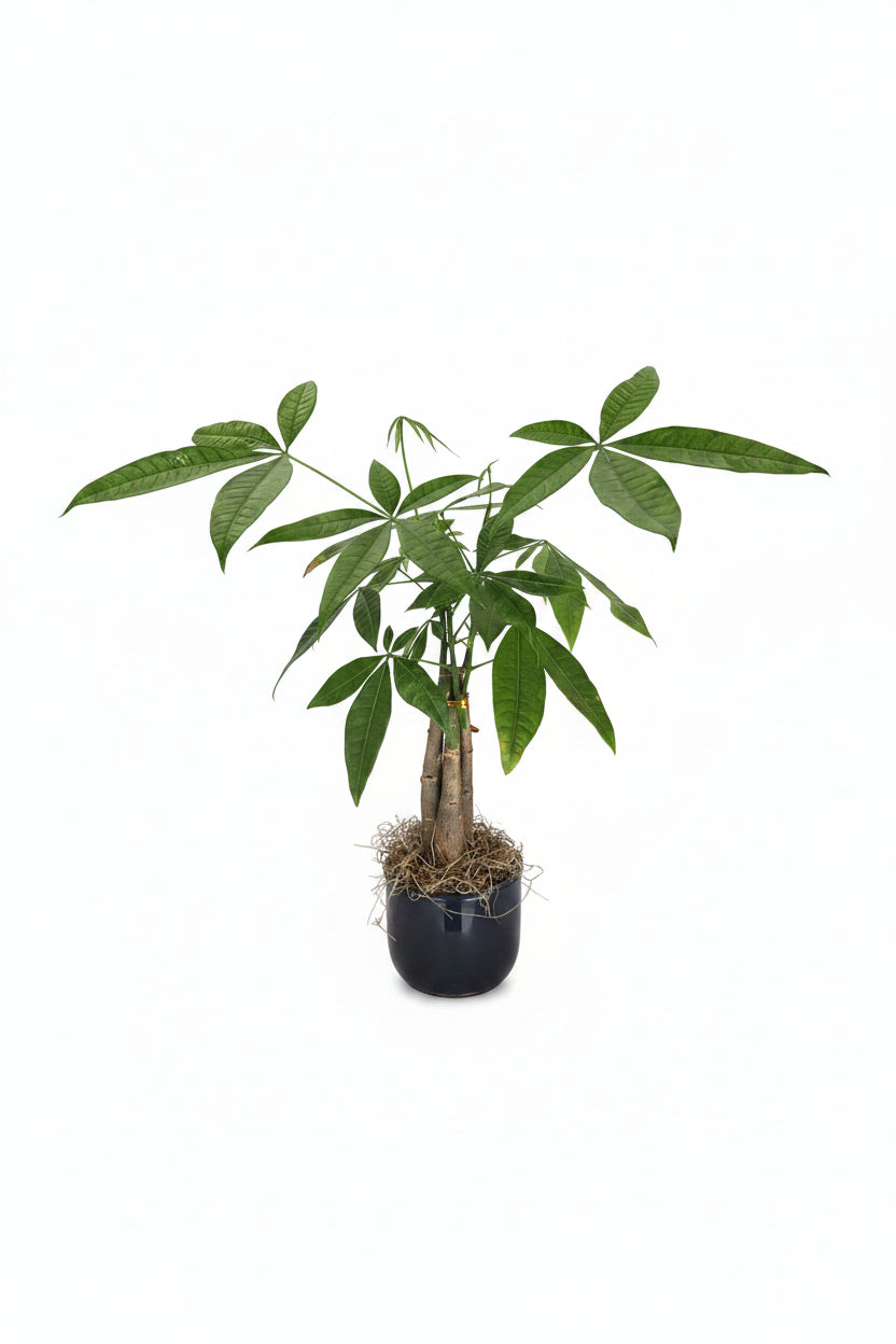Money Tree (Navy Vase)