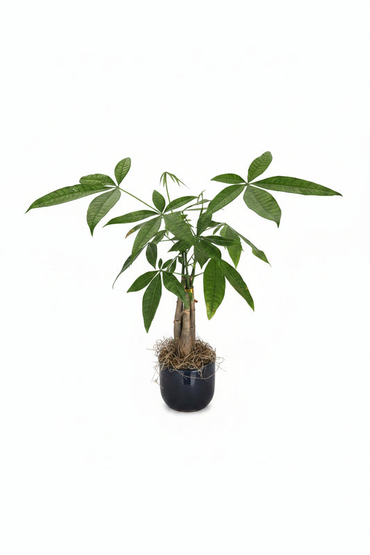 Money Tree (Navy Vase)
