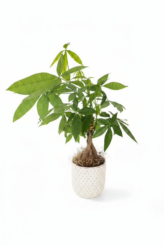 Money Tree w/ Everly White Dotted Pot