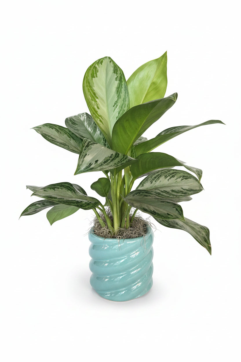 Aglaonema
