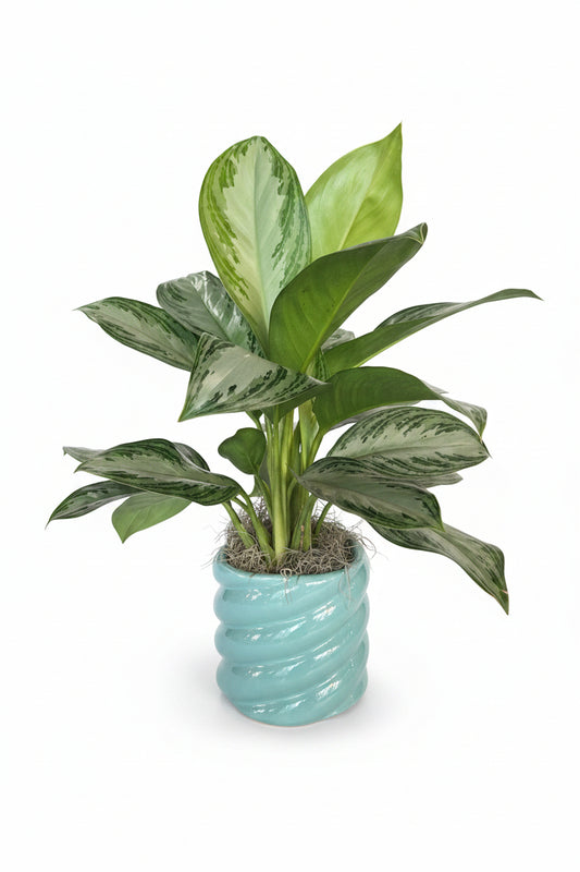 Aglaonema